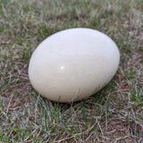 FRESH OSTRICH EGGS