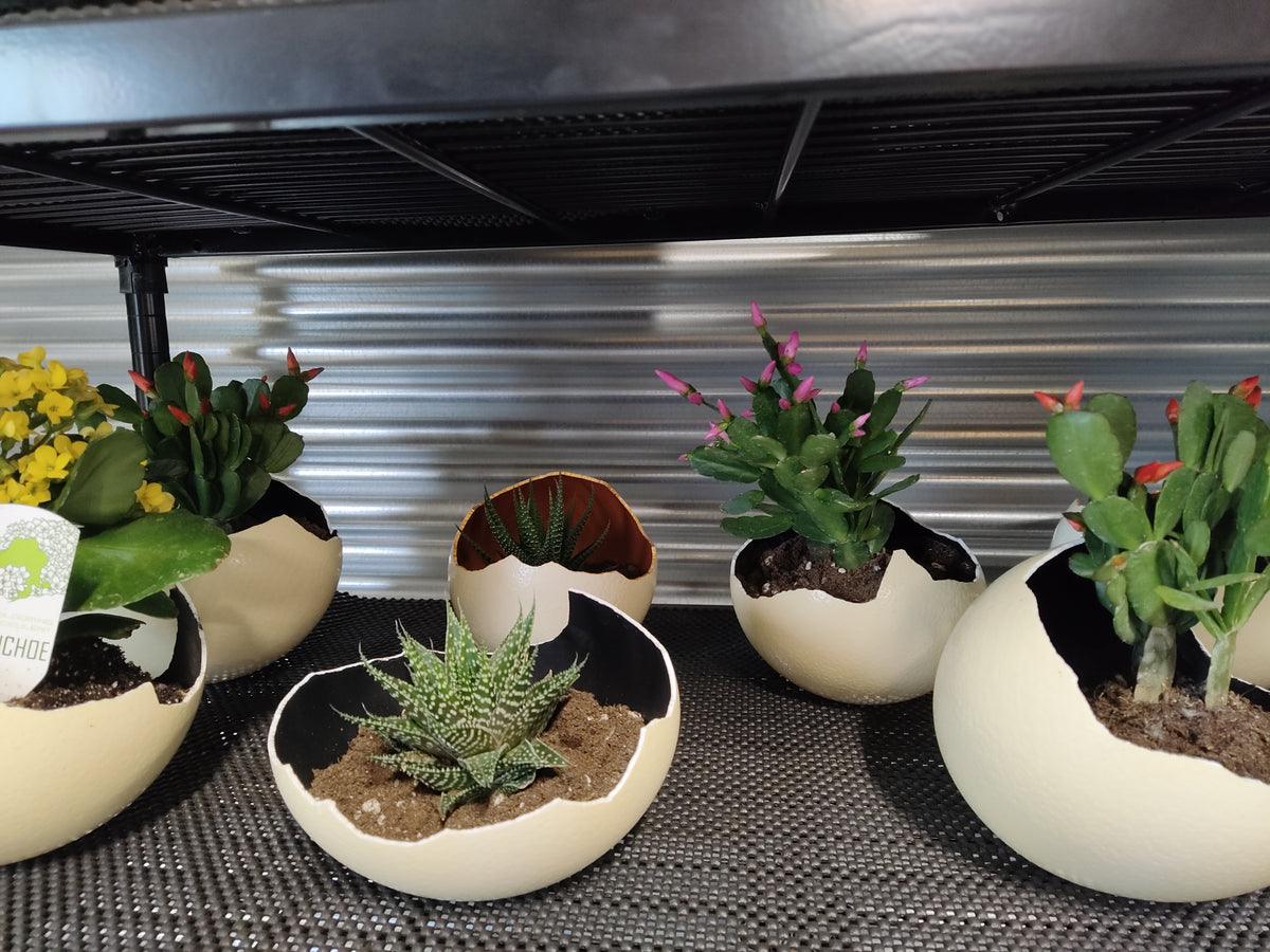 Ostrich egg planter – Struisvogel Ranch