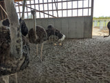 FRESH OSTRICH EGGS