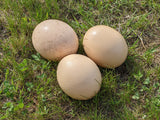 FRESH OSTRICH EGGS