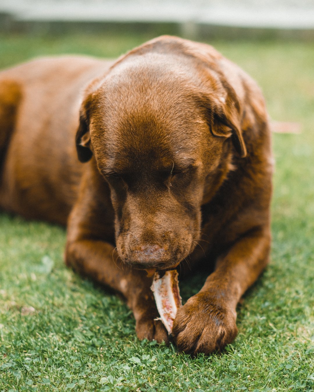 Dog Bones