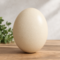 Empty ostrich egg shell