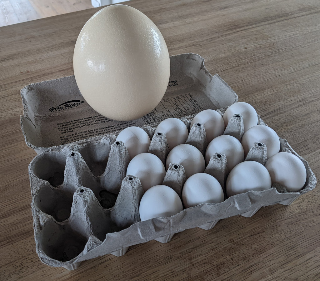 FRESH OSTRICH EGGS – Struisvogel Ranch