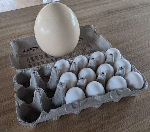 FRESH OSTRICH EGGS – Struisvogel Ranch